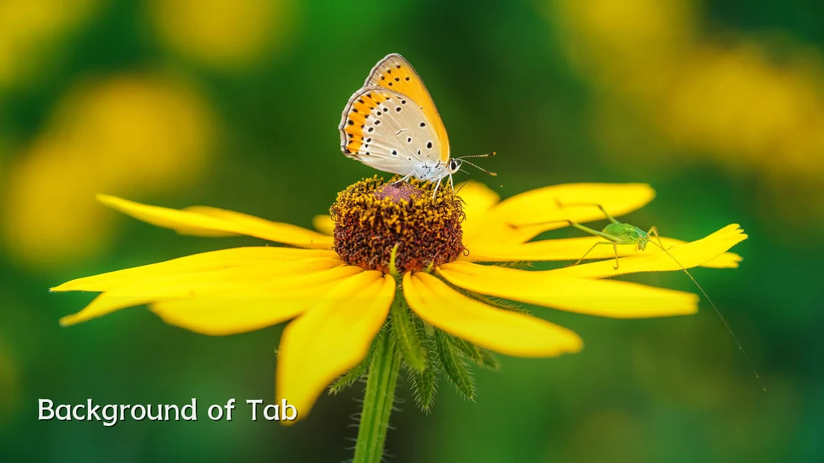 Background of Tab
