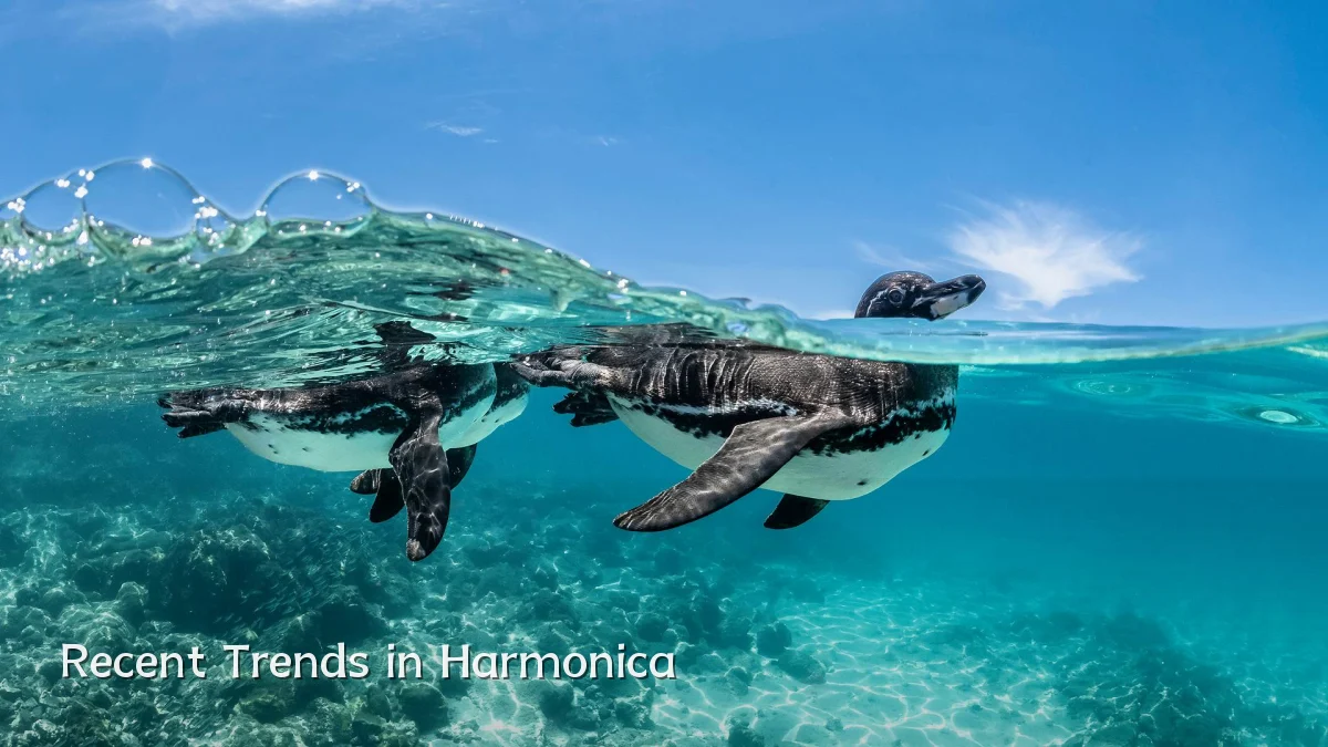 Recent Trends in Harmonica