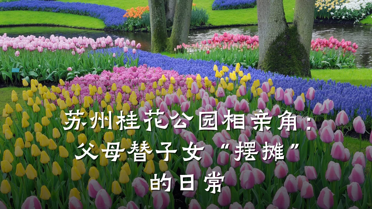 苏州桂花公园相亲角：父母替子女“摆摊”的日常